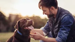 Proč jsou psi ideální domácí mazlíčci?