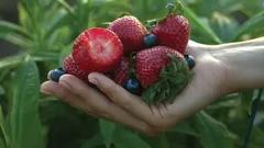 Produkty na ochranu zdraví mozku: rady odborníků