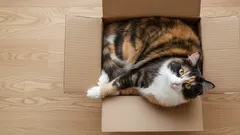 Proč kočky dávají přednost kartonovým krabicím před postelí? Tajemství je v detailech.