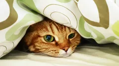 Spánek ve stejné posteli s domácím mazlíčkem: Vědecký průvodce