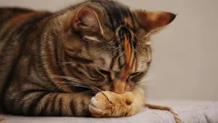 Jak rozpoznat stres u kočky: tipy, které pomohou vašemu mazlíčkovi